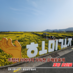 포항 호미곶유채꽃 축제, 지평선 너머로 펼쳐진 유채꽃 개화시기